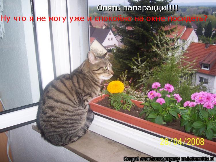Опять папарацци!!!! Ну что я не могу уже и спокойно на окне посидеть?... Котоматрица: Опять папарацци!!!! Ну что я не могу уже и спокойно на окне посидеть?