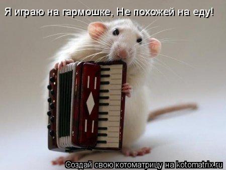 Я играю на гармошке, Не похожей на еду!... Котоматрица: Я играю на гармошке, Не похожей на еду!