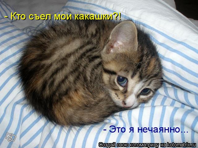 - Кто съел мои какашки?! - Это я нечаянно...... Котоматрица: - Кто съел мои какашки?! - Это я нечаянно...