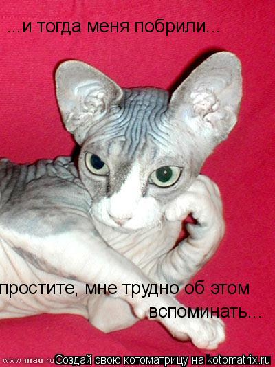 Котоматрица: простите, мне трудно об этом  вспоминать... ...и тогда меня побрили...