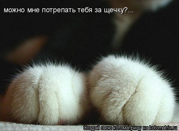 можно мне потрепать тебя за щечку?...... Котоматрица: можно мне потрепать тебя за щечку?...