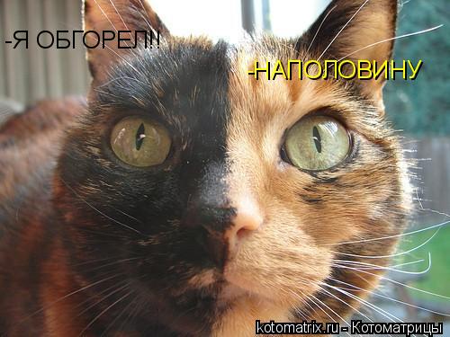 Котоматрица: -Я ОБГОРЕЛ!! -НАПОЛОВИНУ