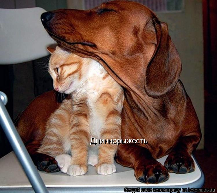 Длиннорыжесть... Котоматрица: Длиннорыжесть
