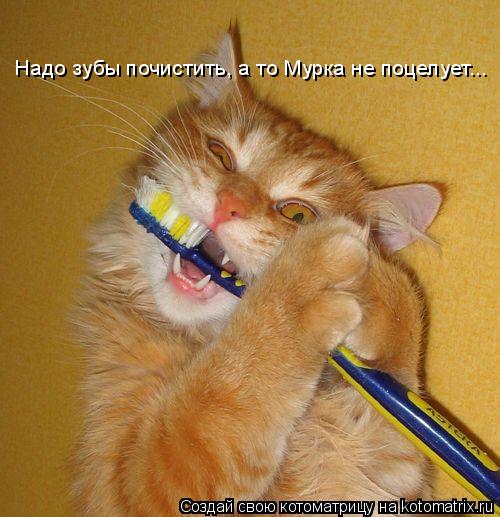 Котоматрица: Надо зубы почистить, а то Мурка не поцелует...