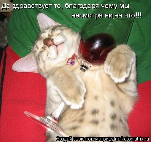 Да здравствует то, благодаря чему мы несмотря ни на что!!!... Котоматрица: Да здравствует то, благодаря чему мы несмотря ни на что!!!