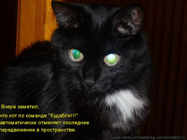 Котоматрица: Вчера заметил,  что кот по команде "Кудабля!!!" автоматически отменяет последнее  передвижение в пространстве.