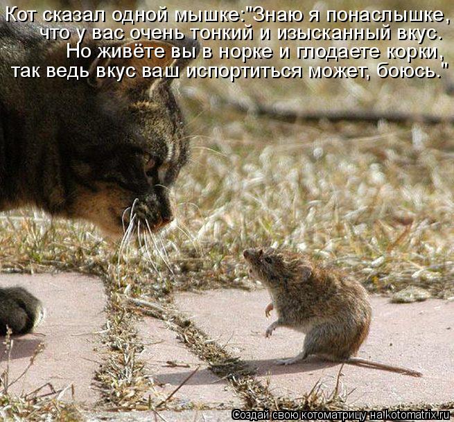 Котоматрица: Кот сказал одной мышке:"Знаю я понаслышке, что у вас очень тонкий и изысканный вкус. Но живёте вы в норке и глодаете корки, так ведь вкус ваш и