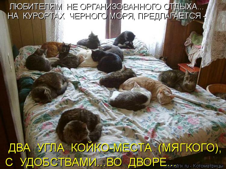 ЛЮБИТЕЛЯМ НЕ ОРГАНИЗОВАННОГО ОТДЫХА... НА КУРОРТАХ ЧЕРНОГО МОРЯ, ПРЕДЛАГАЕТСЯ - ДВА УГЛА КОЙК... Котоматрица: ЛЮБИТЕЛЯМ НЕ ОРГАНИЗОВАННОГО ОТДЫХА... НА КУРОРТАХ ЧЕРНОГО МОРЯ, ПРЕДЛАГАЕТСЯ - ДВА УГЛА КОЙКО-МЕСТА (МЯГКОГО), С УДОБСТВАМИ...ВО ДВОРЕ.