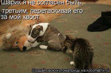 Котоматрица: Шарик я не согласен быть  третьим, перетаскивай его  за мой хвост.