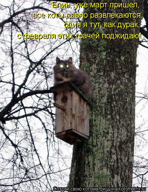 Блин, уже март пришел, все коты давно развлекаются, один я тут, как дурак, с февраля этих грачей под... Котоматрица: Блин, уже март пришел, все коты давно развлекаются, один я тут, как дурак, с февраля этих грачей поджидаю!