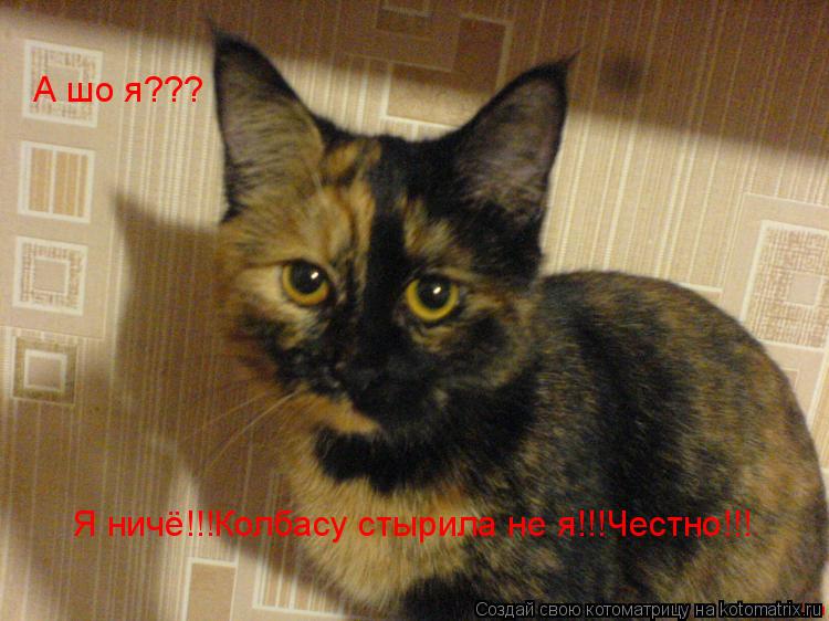 А шо я??? Я ничё!!!Колбасу стырила не я!!!Честно!!!... Котоматрица: А шо я??? Я ничё!!!Колбасу стырила не я!!!Честно!!!
