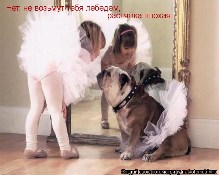 Нет, не возьмут тебя лебедем, растяжка плохая...... Котоматрица: Нет, не возьмут тебя лебедем, растяжка плохая...
