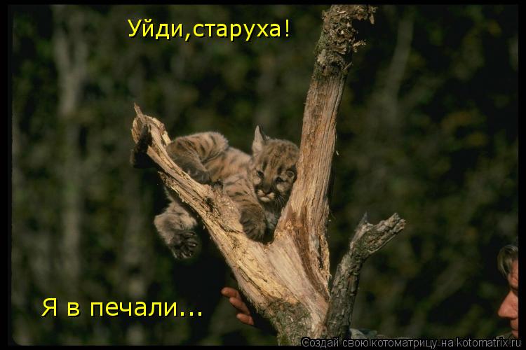 Уйди,старуха! Я в печали...... Котоматрица: Уйди,старуха! Я в печали...