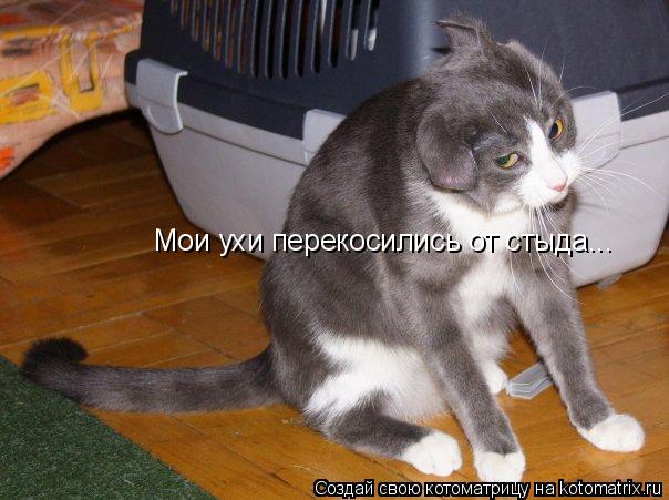 Мои ухи перекосились от стыда...... Котоматрица: Мои ухи перекосились от стыда...