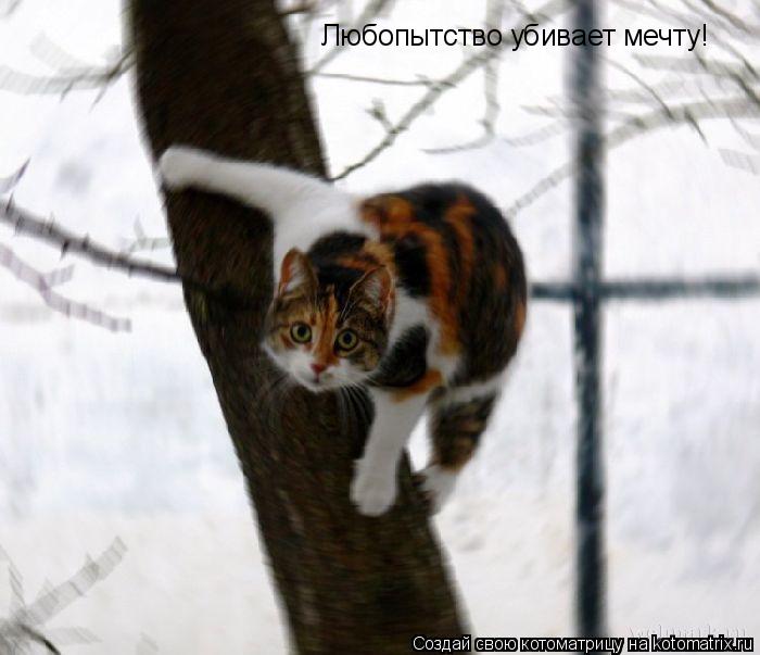 Любопытство убивает мечту!... Котоматрица: Любопытство убивает мечту!