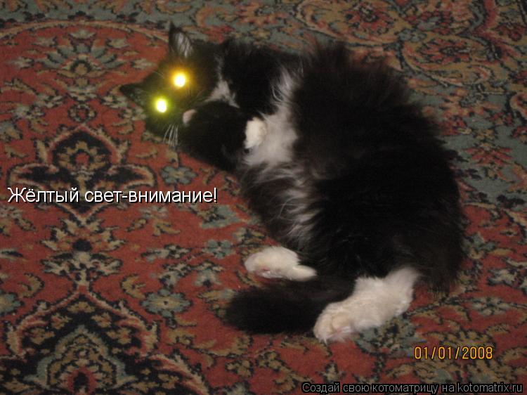 Жёлтый свет-внимание!... Котоматрица: Жёлтый свет-внимание!