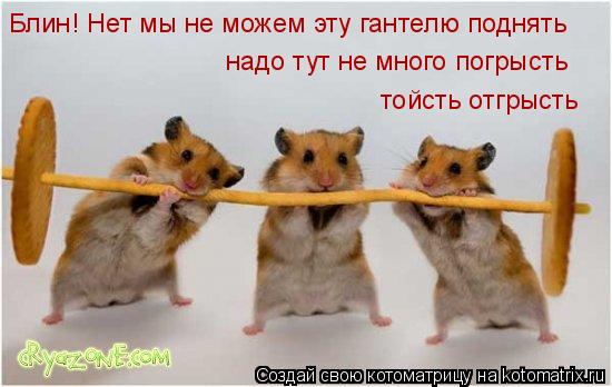 Блин! Нет мы не можем эту гантелю поднять надо тут не много погрысть тойсть отгрысть... Котоматрица: Блин! Нет мы не можем эту гантелю поднять надо тут не много погрысть тойсть отгрысть