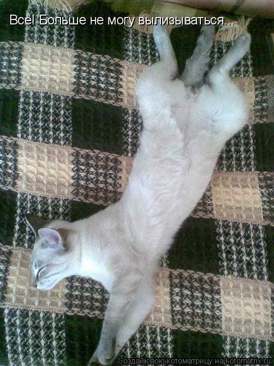 Котоматрица: Всё! Больше не могу вылизываться...