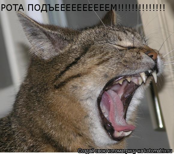 РОТА ПОДЪЕЕЕЕЕЕЕЕЕЕМ!!!!!!!!!!!!!!... Котоматрица: РОТА ПОДЪЕЕЕЕЕЕЕЕЕЕМ!!!!!!!!!!!!!!