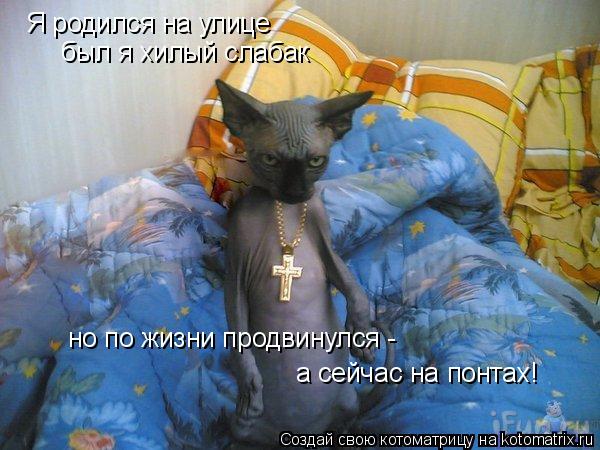 Я родился на улице был я хилый слабак а сейчас на понтах! но по жизни продвинулся -... Котоматрица: Я родился на улице был я хилый слабак а сейчас на понтах! но по жизни продвинулся -