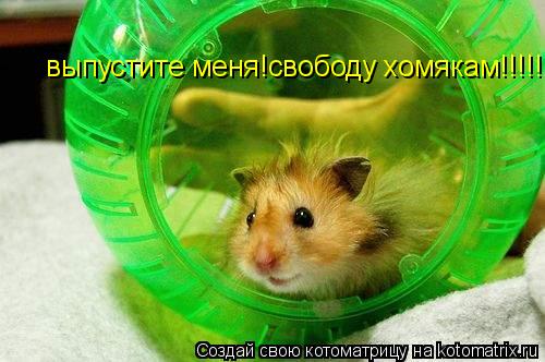 выпустите меня!свободу хомякам!!!!!... Котоматрица: выпустите меня!свободу хомякам!!!!!