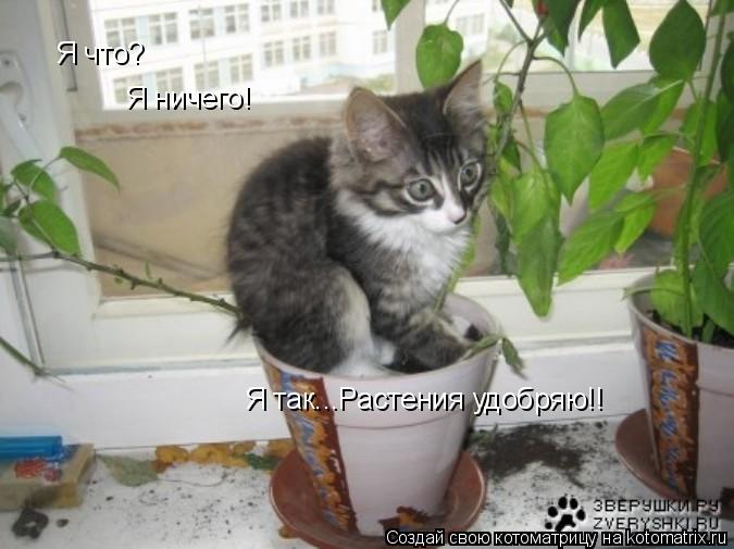 Я что? Я ничего! Я так...Растения удобряю!!... Котоматрица: Я что? Я ничего! Я так...Растения удобряю!!