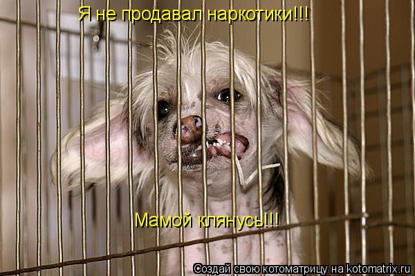Котоматрица: Я не продавал наркотики!!! Мамой клянусь!!!