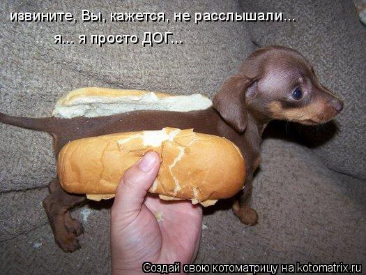 я... я просто ДОГ... извините, Вы, кажется, не расслышали...... Котоматрица: я... я просто ДОГ... извините, Вы, кажется, не расслышали...