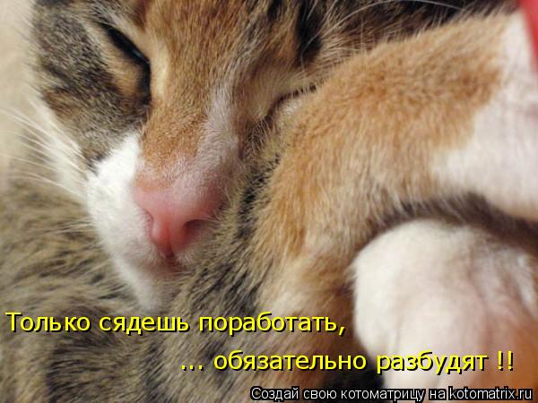 ... обязательно разбудят !! Только сядешь поработать,... Котоматрица: ... обязательно разбудят !! Только сядешь поработать,
