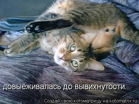 довыёживалась до вывихнутости...... Котоматрица: довыёживалась до вывихнутости...