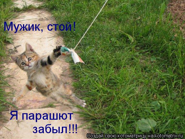 Мужик, стой! Я парашют забыл!!!... Котоматрица: Мужик, стой! Я парашют забыл!!!