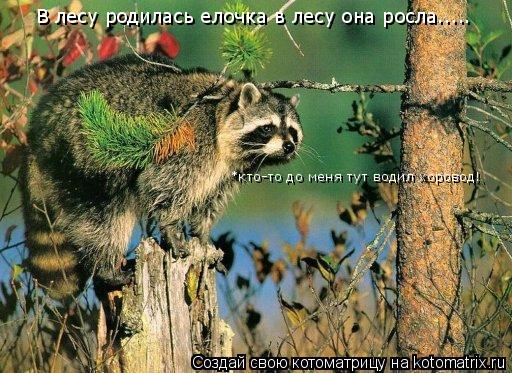 В лесу родилась елочка в лесу она росла..... *кто-то до меня тут водил хоровод!... Котоматрица: В лесу родилась елочка в лесу она росла..... *кто-то до меня тут водил хоровод!