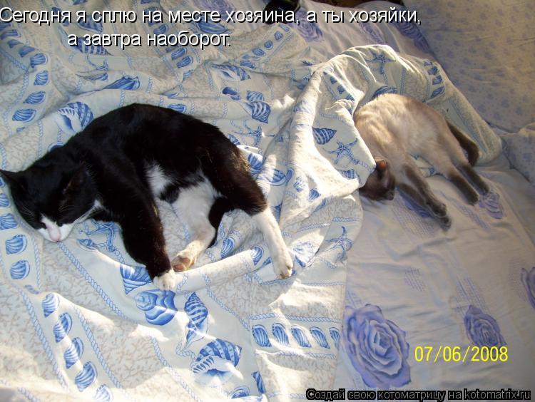 Котоматрица: Сегодня я сплю на месте хозяина, а ты хозяйки, а завтра наоборот.