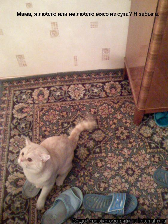 Котоматрица: Мама, я люблю или не люблю мясо из супа? Я забыла.