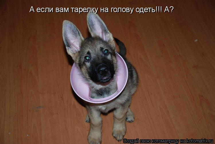 А если вам тарелку на голову одеть!!! А?... Котоматрица: А если вам тарелку на голову одеть!!! А?