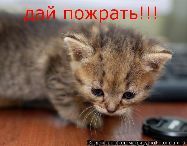 Котоматрица: дай пожрать!!!