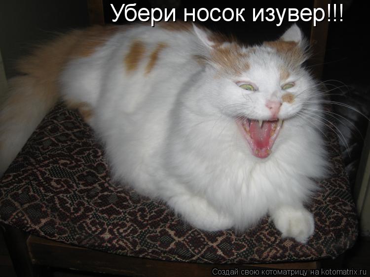Котоматрица: Убери носок изувер!!!