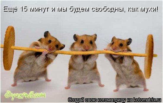 Котоматрица: Ещё 15 минут и мы будем свободны, как мухи!