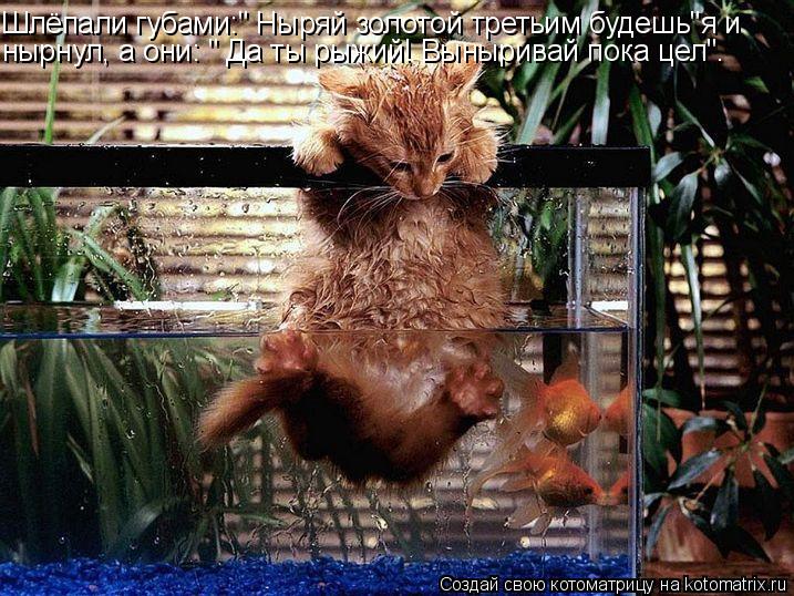 Шлёпали губами:" Ныряй золотой третьим будешь"я и нырнул, а они: " Да ты рыжий! Выныривай пока цел".... Котоматрица: Шлёпали губами:" Ныряй золотой третьим будешь"я и нырнул, а они: " Да ты рыжий! Выныривай пока цел".