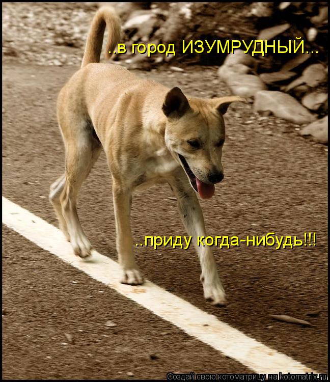 ..в город ИЗУМРУДНЫЙ... ..приду когда-нибудь!!!... Котоматрица: ..в город ИЗУМРУДНЫЙ... ..приду когда-нибудь!!!
