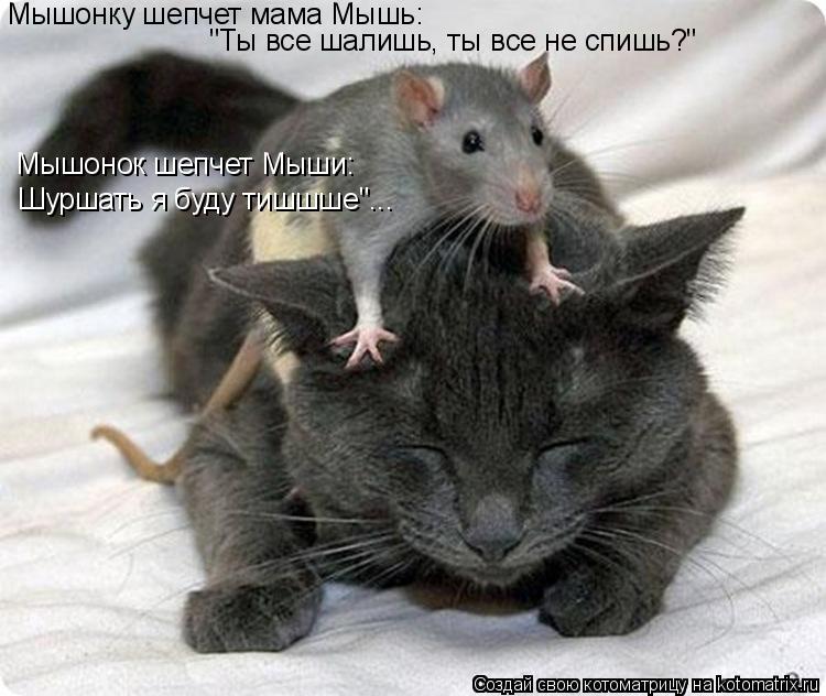 Котоматрица: Мышонку шепчет мама Мышь: "Ты все шалишь, ты все не спишь?" Мышонок шепчет Мыши: Шуршать я буду тишшше"...