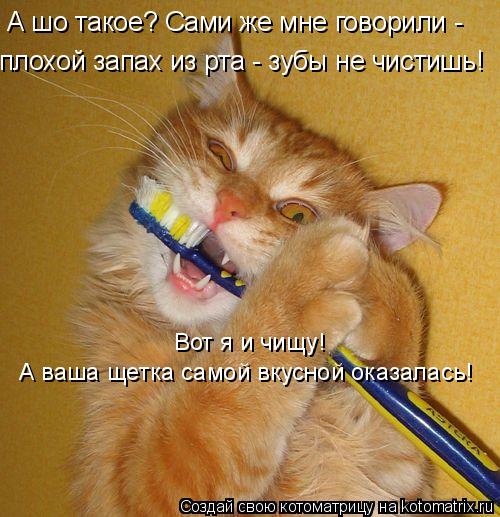 А шо такое? Сами же мне говорили - плохой запах из рта - зубы не чистишь! А ваша щетка самой вкусной... Котоматрица: А шо такое? Сами же мне говорили - плохой запах из рта - зубы не чистишь! А ваша щетка самой вкусной оказалась! Вот я и чищу!