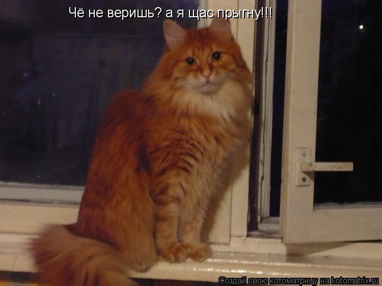 Чё не веришь? а я щас прыгну!!!... Котоматрица: Чё не веришь? а я щас прыгну!!!