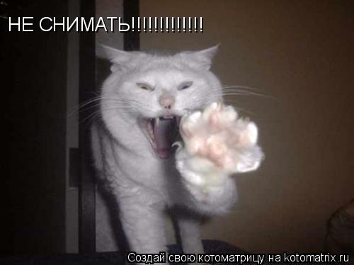 НЕ СНИМАТЬ!!!!!!!!!!!!!... Котоматрица: НЕ СНИМАТЬ!!!!!!!!!!!!!