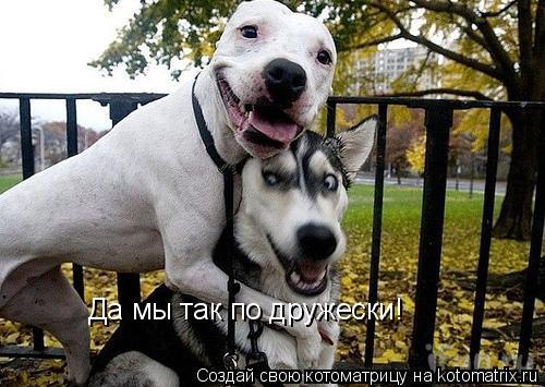 Да мы так по дружески!... Котоматрица: Да мы так по дружески!