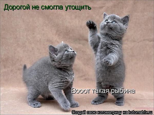 Котоматрица: Дорогой не смогла утощить Вооот такая рыбина