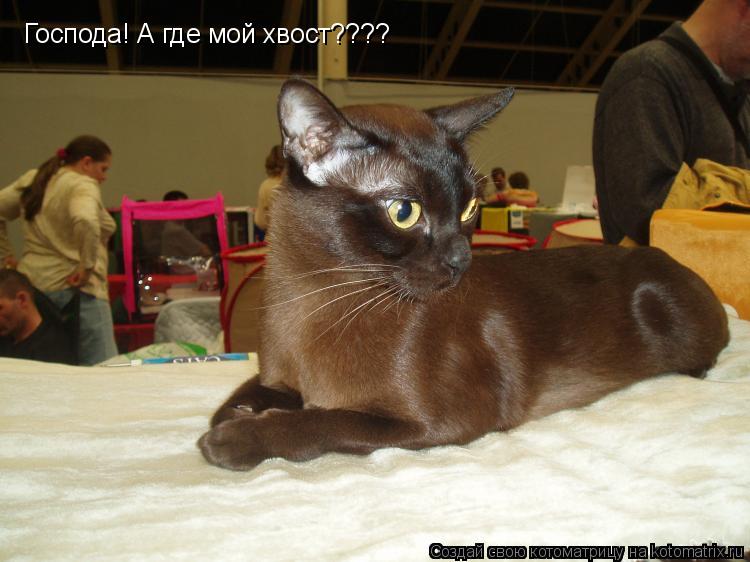 Господа! А где мой хвост????... Котоматрица: Господа! А где мой хвост????