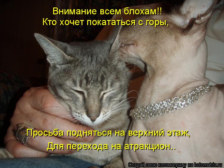 Просьба подняться на верхний этаж, Для перехода на атракцион.. Внимание всем блохам!! Кто хочет покат... Котоматрица: Просьба подняться на верхний этаж, Для перехода на атракцион.. Внимание всем блохам!! Кто хочет покататься с горы,
