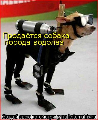 Котоматрица: Продаётся собака порода водолаз