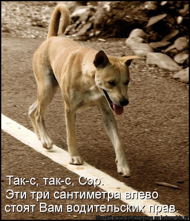 Так-c, так-c, Сэр. Эти три сантиметра влево стоят Вам водительских прав.... Котоматрица: Так-c, так-c, Сэр. Эти три сантиметра влево стоят Вам водительских прав.